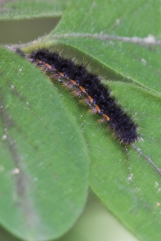 Bruco di Eilema lurideola